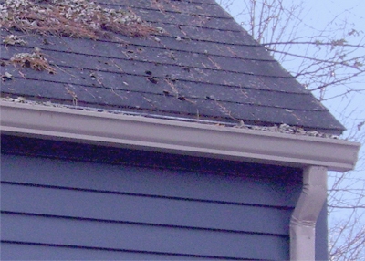 Gutter with pine needles anmd leaves